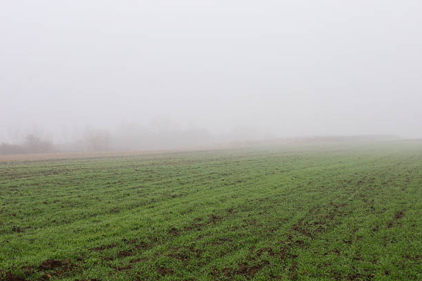 Young green sprouts confidently emerge through moist soil on a vast field that gradually disappears into a thick white haze. The minimalist landscape conveys an atmosphere of morning coolness