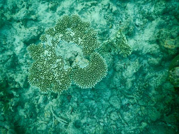 Underwater photograph of an isolated hard coral colony growing on a rocky tropical seabed. Natural marine environment with turquoise water tones, showing coral texture and reef ecosystem detail.