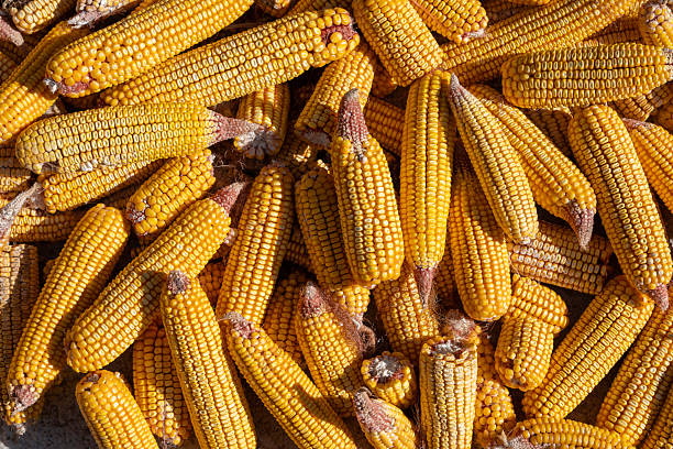 Dried corn cobs creating a textured pattern, showing an abundance of yellow maize grains, representing agricultural harvest season and natural organic farming