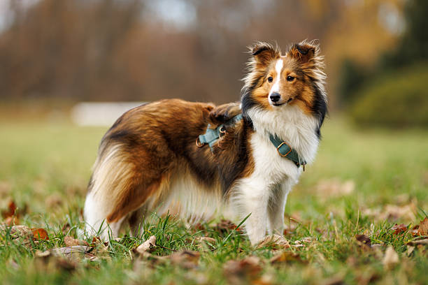 Two Shelties standing alert in a grassy clearing surrounded by a dense forest. The sunlight filtering through the trees highlights their graceful posture.
