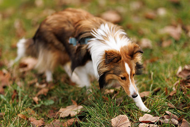 A Sheltie dog walks through grass and fallen leaves while sniffing the ground. The warm tones and shallow depth of field emphasize the natural outdoor setting.