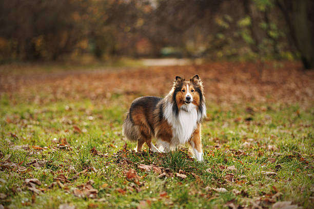 A Shetland Sheepdog approaches the lens down a narrow grassy trail in a field. The forward stance and direct eye contact convey curiosity.
