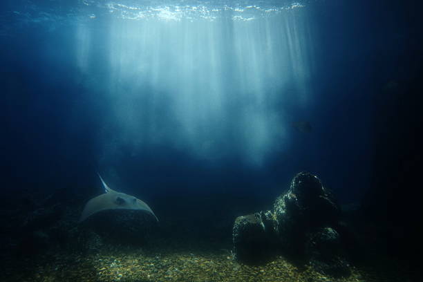 friendly stingray is swimming under water in the sea. Underwater observatory!
