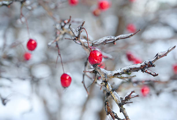 Close-up of hawthorn branch (Crataegus monogyna) with red berries against soft blurred winter landscape.