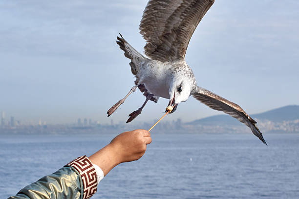 Woman Feeding The Flying Seagull