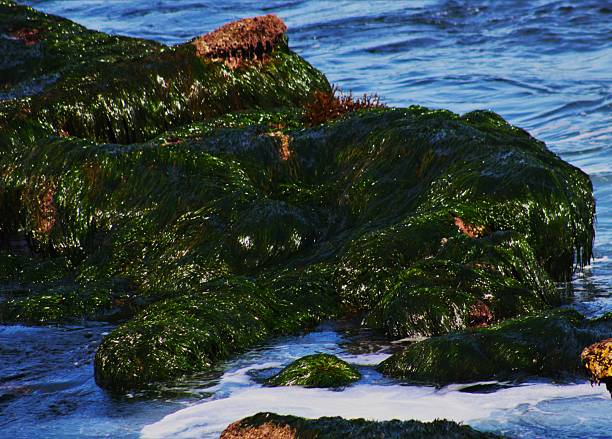 Rocks covered in green algae and seaweed along the coast of San Diego, California. Seaweed is a general term for macroscopic, multicellular, marine algae.