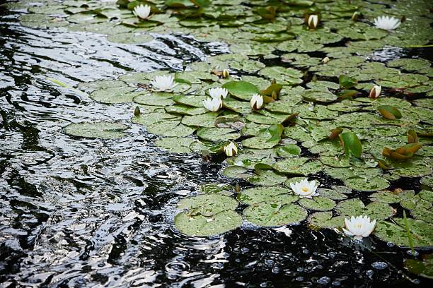 Blooming water lilies on the water
