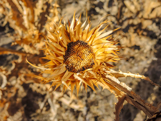 Onopordum acanthium, commonly called donkey thistle, is native to the Mediterranean and is the national emblem of Scotland.