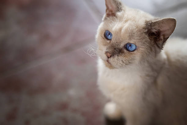 Mixed-breed stray kitten is looking up while sitting on the floor at coffee shop.