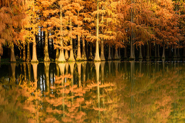 In autumn, cypress trees stand tall by the lake, their orange-red crowns perfectly mirrored in still water—like a tranquil landscape painting, showcasing the unique beauty of Chinese wetlands.