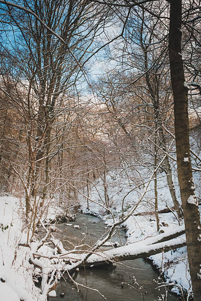 Throckley Dene (woodlands) in west Newcastle after heavy snowfall