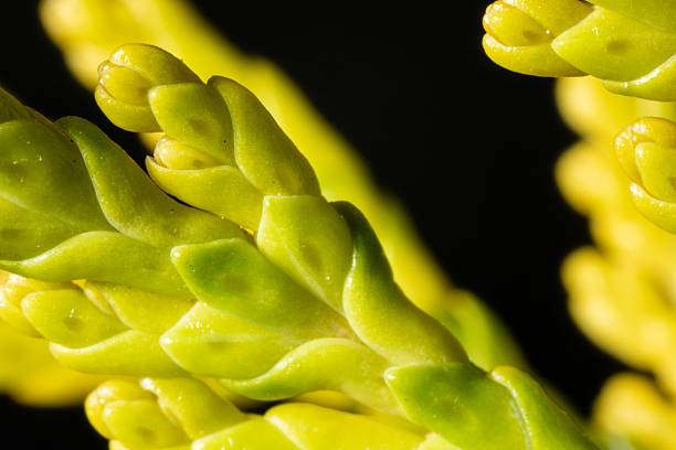 Ultra macro closeup of European larch (Larix decidua) tree branches