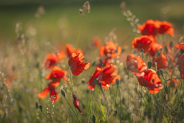 istock Pretty poppies on a sunny summer's evening 2260092542
