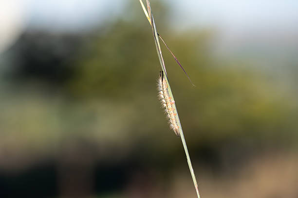 Hairy caterpillar on a piece of grass