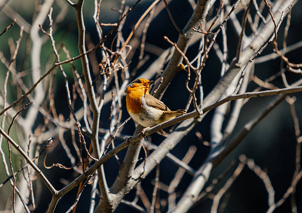 European robin perched on a bare branch and singing in the Picos de Europa, Spain