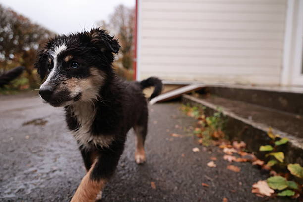 A small dog is walking on a wet sidewalk. The dog is black and white and has a brown spot on its face. The scene is calm and peaceful, with the dog looking up at the camera. .