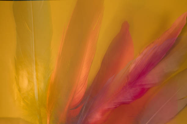 Photograph of peacock feathers consisting of blue, blue, white, and brown that are reflected through black glass.