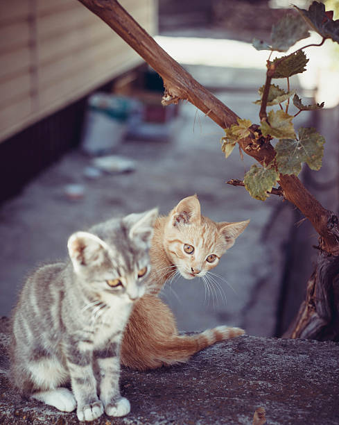 Ginger and grey tabby kittens exploring the backyard. One kitten looks at the camera while standing near a grapevine. Rustic summer atmosphere.