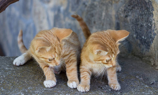 High angle view of two identical red striped kittens sitting on a stone wall and looking down. Concept of brotherhood and feline curiosity.