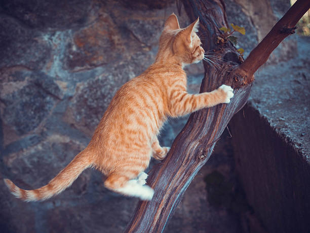 A reddish cat on the branches of a plant