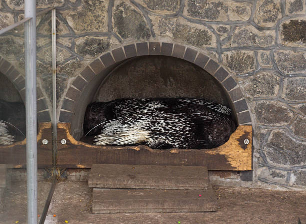 Two crested porcupines resting in a cozy stone alcove. Close-up of black and white quills and spines of African porcupines at the zoo.