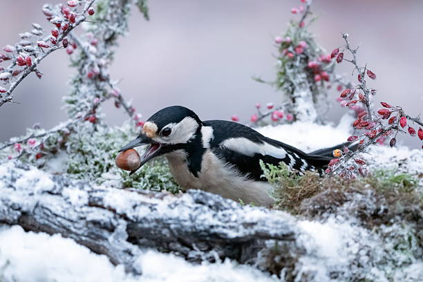 Woddpecker in winter,Eifel ,Germany.