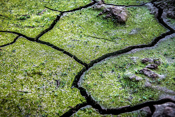 A dry, cracked earth surface shows signs of drought, with a solitary green shoot breaking through the hard soil under the bright sunlight, symbolizing resilience.