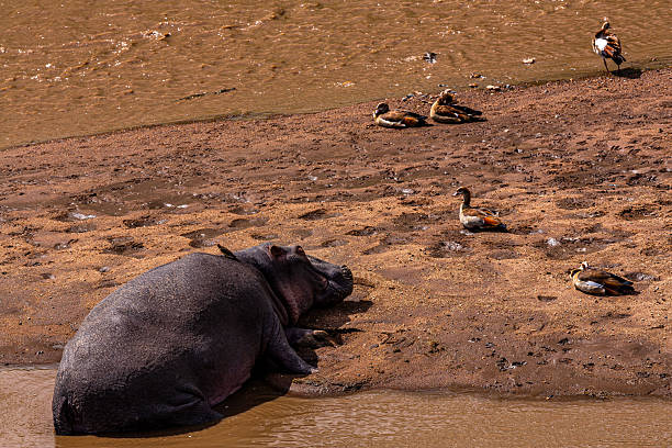 Close-up of a Hippopotamus amphibius partially submerged in murky water, at Bannerghatta National Park, Karnataka, India.