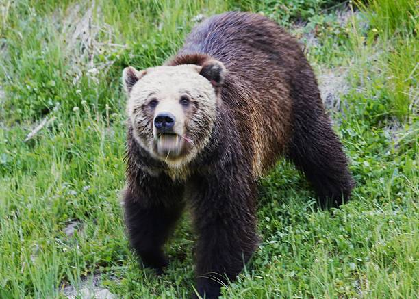 The Greater Yellowstone Ecosystem grizzly bear population has rebounded from just 136 in 1975 to over 1,000 bears today. Roughly 150-200 bears live within the national park itself.