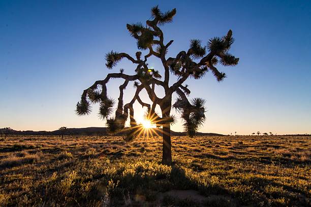Joshua tree silhouette with sunburst in desert captured in Joshua Tree National Park, California, showing native desert vegetation, Joshua trees, and warm evening light in the arid environment of the American Southwest.