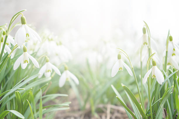 A field of snowdrops at dawn