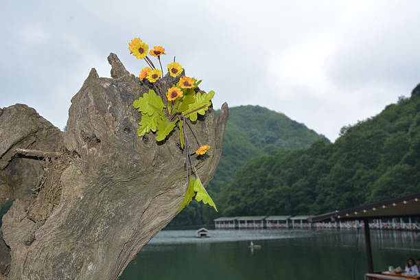 Yellow wildflowers growing directly on a tree trunk in a natural riverside environment.Unique plant growth and nature concept.