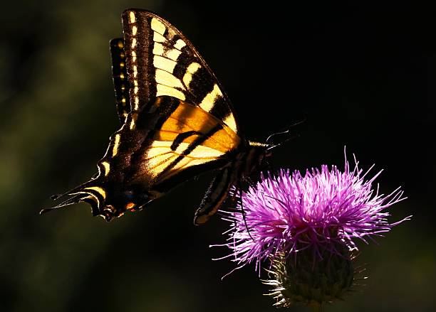 This Western Tiger Swallowtail Butterfly dines on a thistle in southern Arizona.