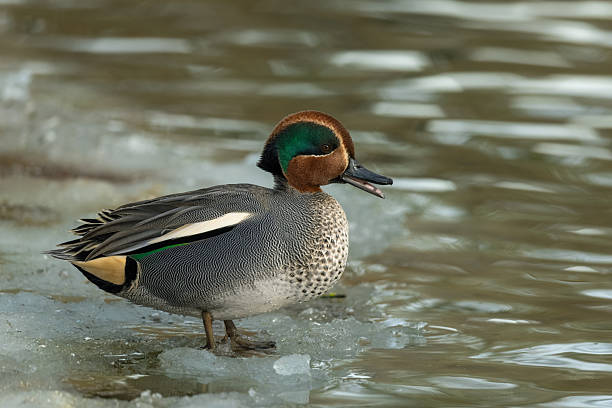 Calling male Eurasian teal (Anas crecca), common teal, or Eurasian green-winged teal standing on ice.