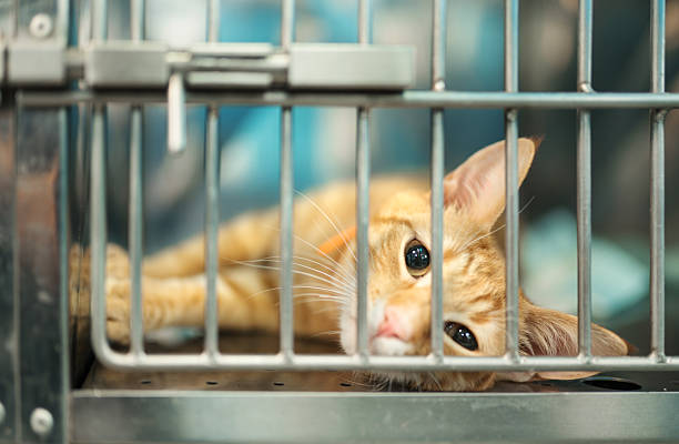 Closeup of a yellow domestic cat resting in a cage at a vet hospital, looking at camera.