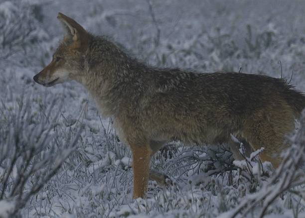 Coyotes are adaptable, wild canids native to North America, known for their intelligence, vocalizations (yips and howls), and ability to thrive in diverse environments, from desert to cities.