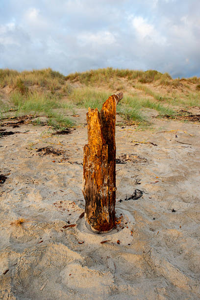 Whangamata Beach Sunrise - driftwood pole in the sand dune