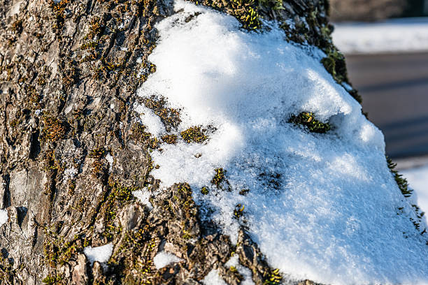 Close Up View Of Snow And Ice Melting On Tree Bark With Moss