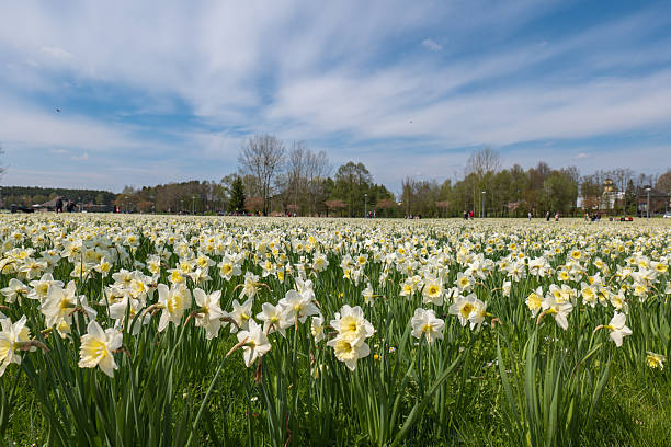 Pale yellow and white daffodils fill a meadow near Druskininkai, southern Lithuania. Leafing trees, lamp posts, and visitors appear under a lightly clouded spring sky.