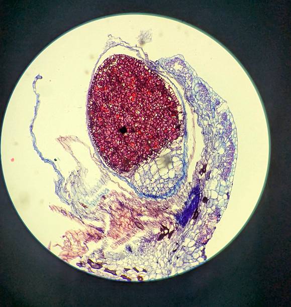 A longitudinal microscope section of a Marchantia polymorpha (common liverwort) sporophyte. Spores and elaters are found within the sporophyte and play a major role in reproduction, particularly asexual reproduction.