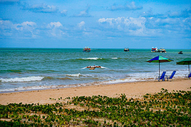 coastline of the state of Paraíba, city of João Pessoa, bird, boats in the Brazilian summer