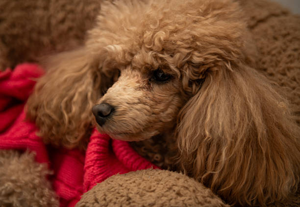 royal black poodle dog