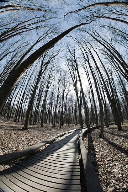 forest without leaves in early spring. fisheye