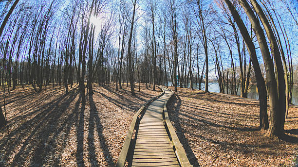 forest without leaves in early spring. fisheye