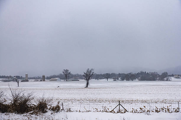 Snow starts melting on harvested corn field in evening time