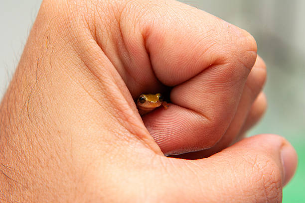 Mediterranean tree frog (Hyla meridionalis)