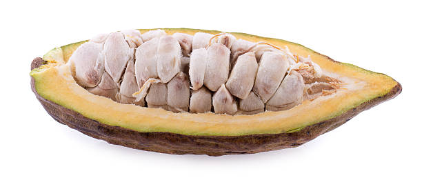 Cocoa fruit, raw Cacao beans, Cocoa pod. Fresh cocoa fruits isolated