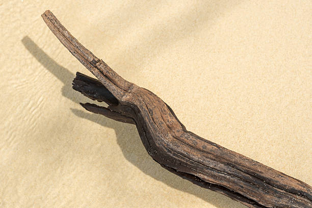A striking image of a bare, weathered tree branch or driftwood washed ashore on a sandy beach with calm, clear water, promoting sustainability and wellness.