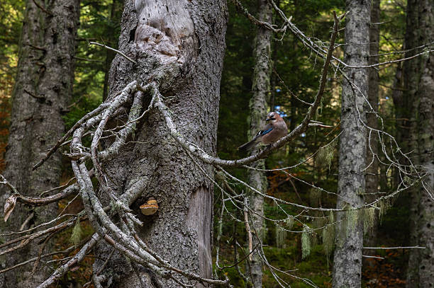 beautiful jay bird sits on a branch in the forest