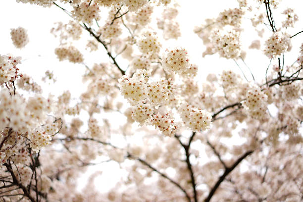 A famous hanami spot in Tokyo